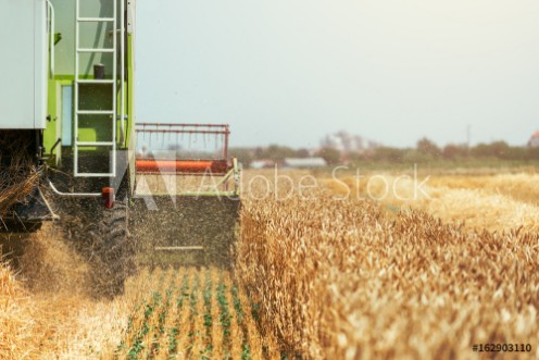 Picture of Combine harvester machine harvesting ripe wheat crops